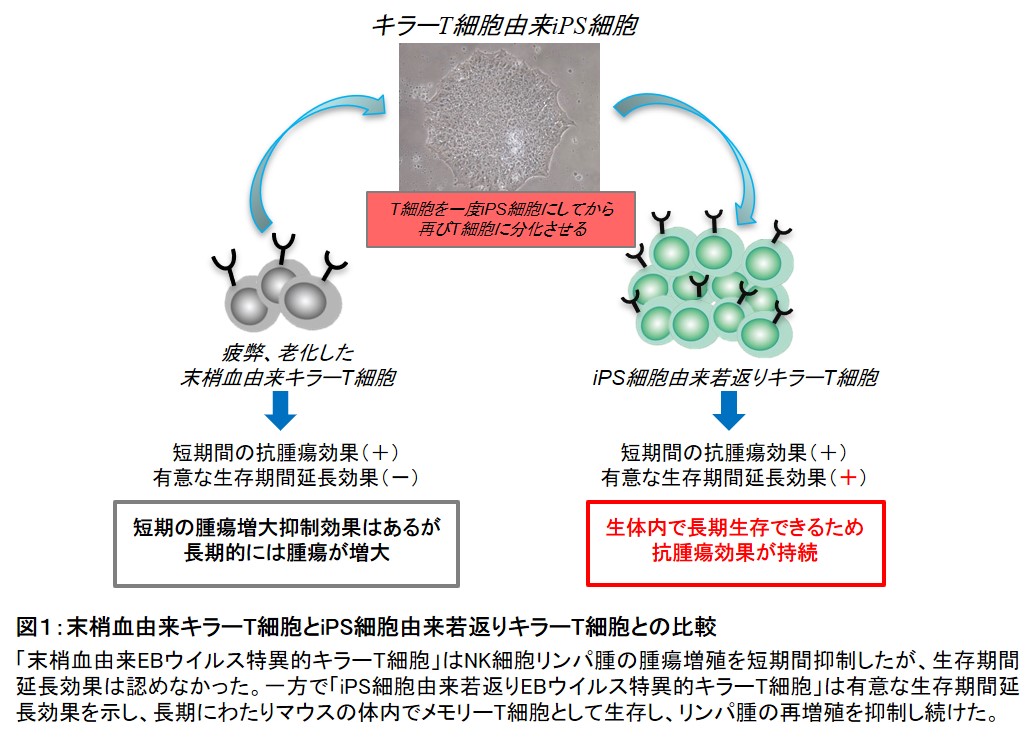 Ips細胞由来の免疫キラーt細胞を用いることで悪性リンパ腫の治癒に成功 学校法人 順天堂のプレスリリース