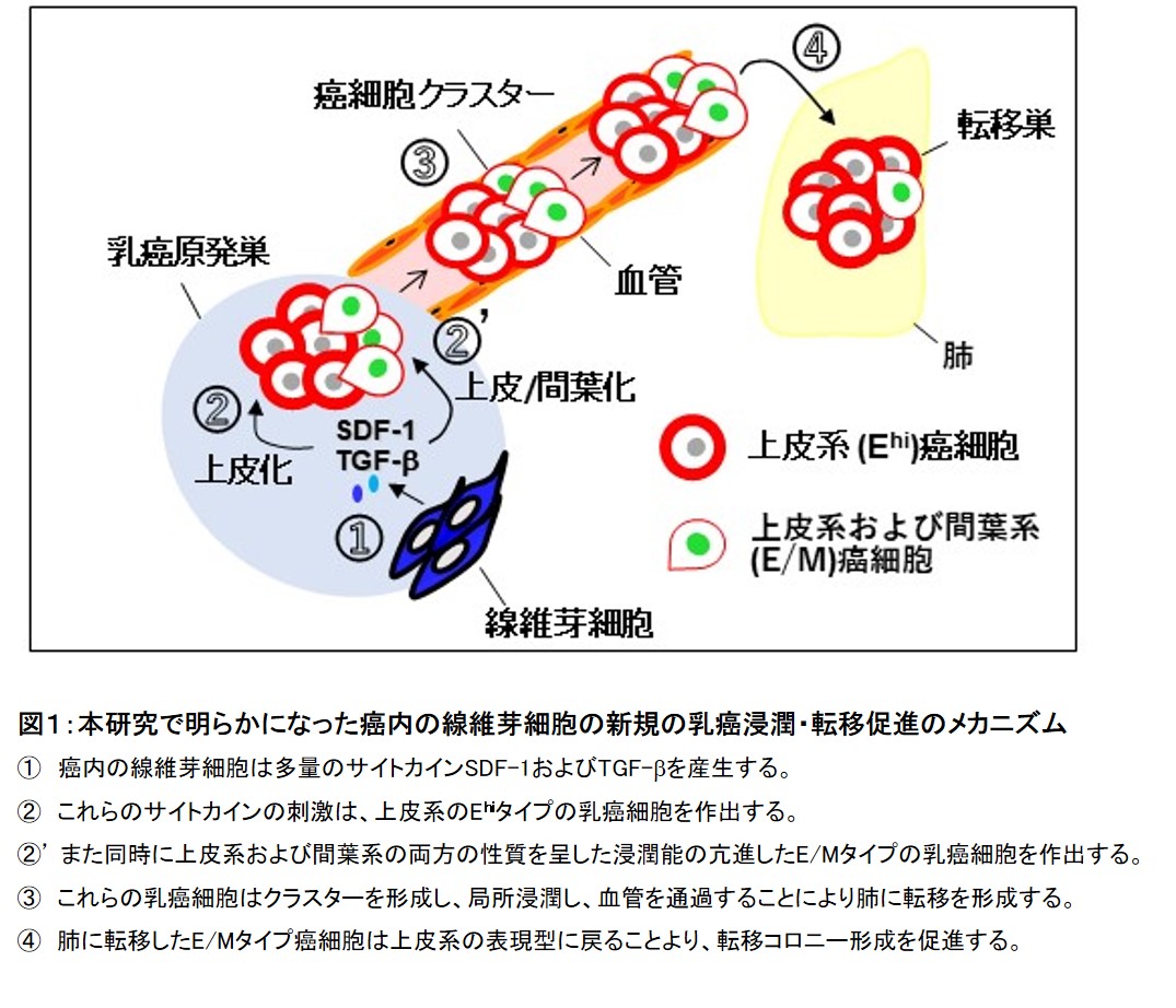 乳癌の浸潤 転移を促進する新たなメカニズムを発見 学校法人 順天堂のプレスリリース