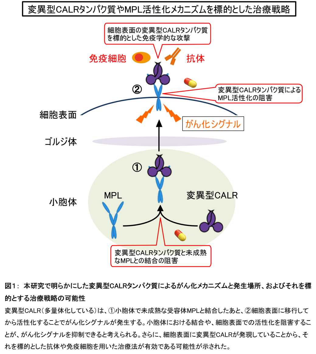 血液がんのがん化シグナルの発生場所を特定 学校法人 順天堂のプレスリリース