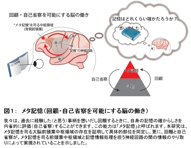 図１：　メタ記憶（回顧・自己省察を可能にする脳の働き）