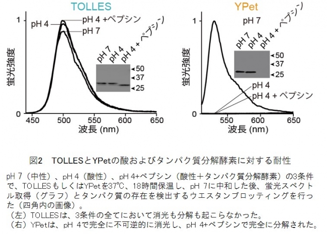 図2　TOLLESとYPetの酸およびタンパク質分解酵素に対する耐性