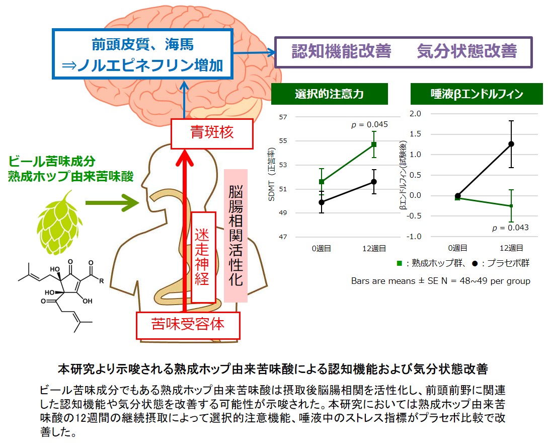 ビール苦味成分として知られるホップ苦味酸による認知機能改善効果を確認