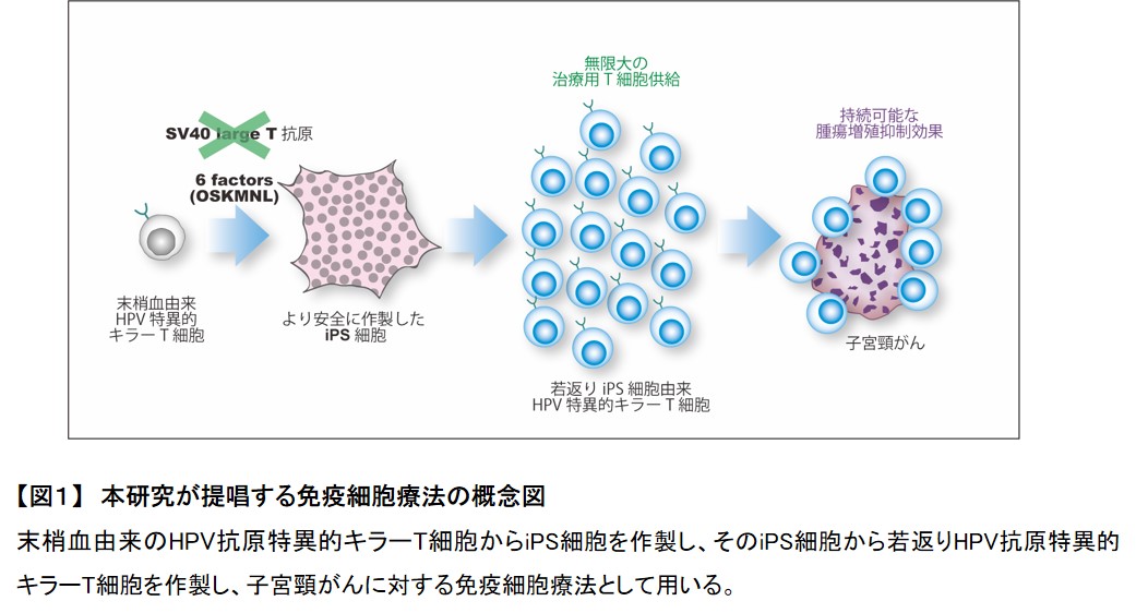 Ips細胞から子宮頸がんの増殖を抑える免疫キラーt細胞の作製に成功 学校法人 順天堂のプレスリリース