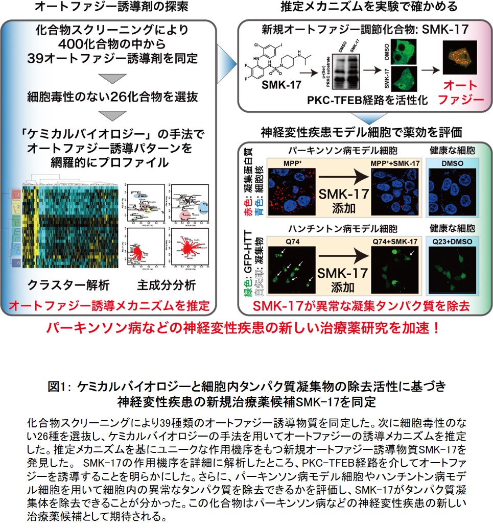 神経変性疾患治療薬の候補となる新規オートファジー誘導物質を同定 学校法人 順天堂のプレスリリース