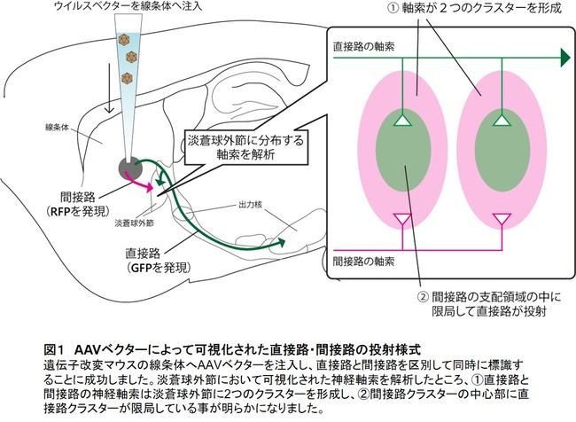 図１　AAVベクターによって可視化された直接路・間接路の投射様式