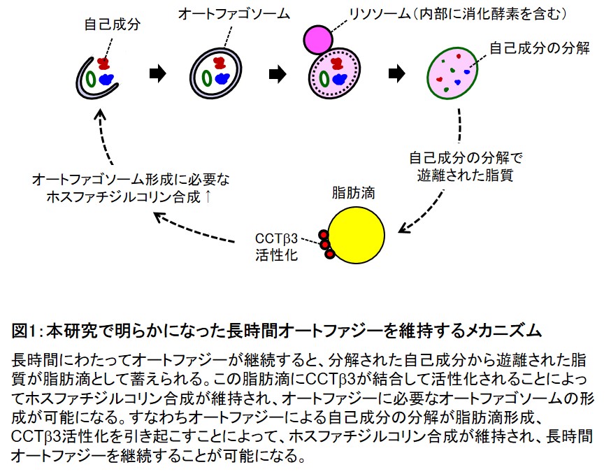 飢餓状態の細胞がオートファジーを長時間継続させる仕組みを解明 学校法人 順天堂のプレスリリース