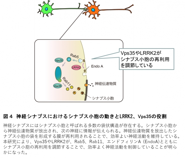 図４ 神経シナプスにおけるシナプス小胞の動きとLRRK2、Vps35の役割