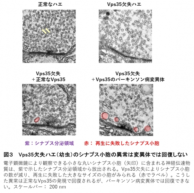 図３　 Vps35欠失ハエ（幼虫）のシナプス小胞の異常は変異体では回復しない