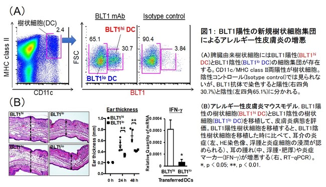 図１： BLT1陽性の新規樹状細胞集団によるアレルギー性皮膚炎の増悪