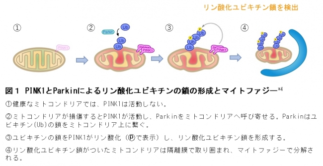 図１ PINK1とParkinによるリン酸化ユビキチンの鎖の形成とマイトファジー