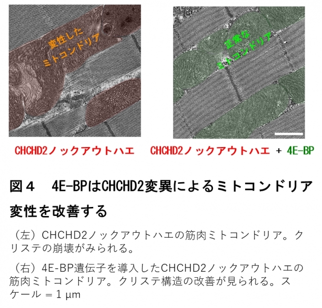図４　4E-BPはCHCHD2変異によるミトコンドリア