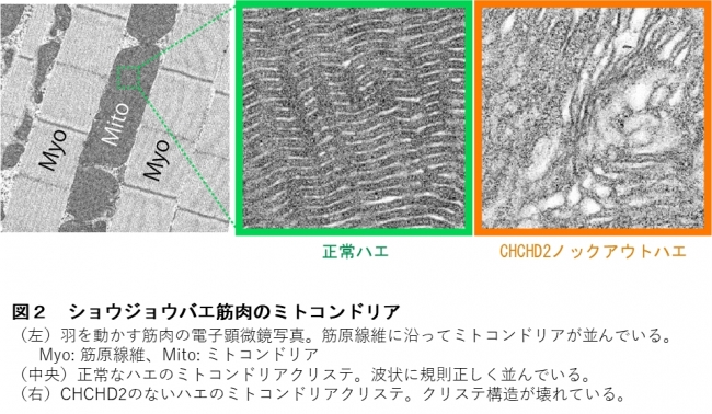 ミトコンドリアに関わる遺伝子が神経変性を起こす機序を解明 学校法人 順天堂のプレスリリース