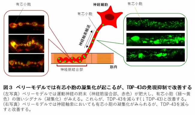 図３ ペリーモデルでは有芯小胞の凝集化が起こるが、TDP-43の発現抑制で改善する