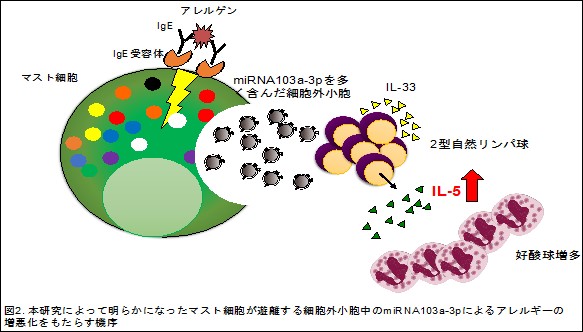 図２：本研究によって明らかになったマスト細胞が遊離する細胞外小核体中のｍRNAによるアレルギーの増悪かをもたらす機序