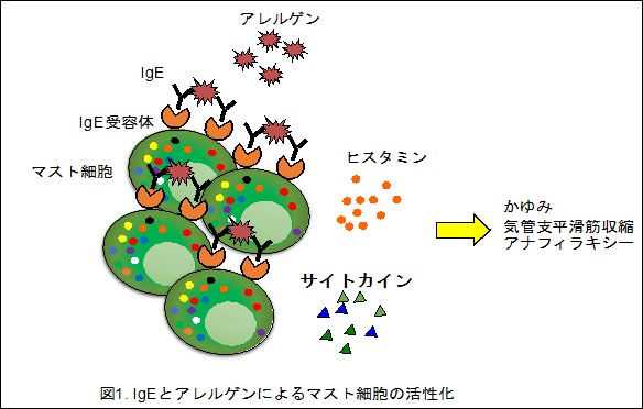 図1：Igとアレルゲンによるマスト細胞の活性化