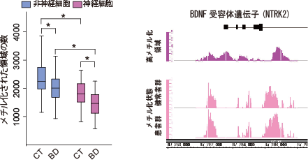 双極性障害患者神経細胞におけるdnaメチル化変化とその特性を解明 学校法人 順天堂のプレスリリース