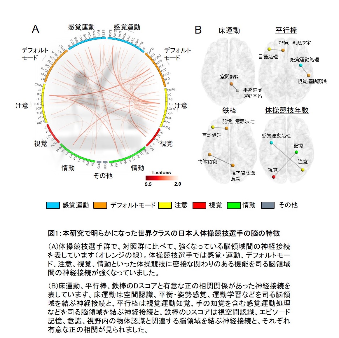 世界クラスの体操競技選手の脳ネットワークの特徴を明らかに 学校法人 順天堂のプレスリリース