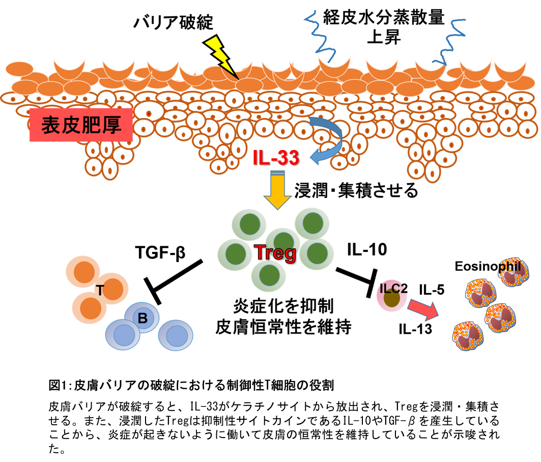 炎症を抑え皮膚の恒常性を維持するメカニズムを解明 学校法人 順天堂のプレスリリース