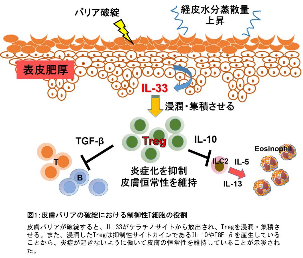 アトピー性皮膚炎のかゆみ抑える薬 京大など治験で効果 朝日新聞デジタル