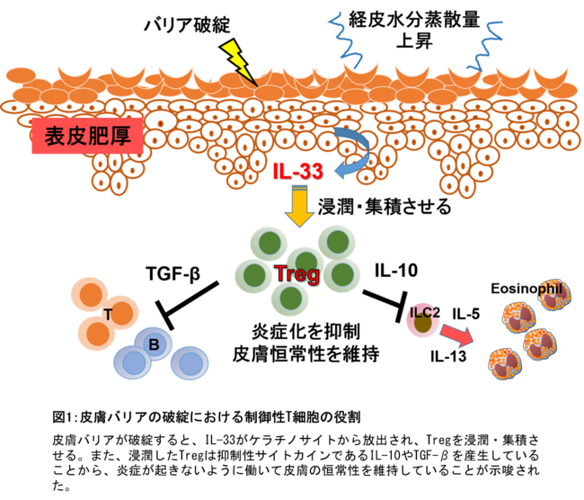 図1：皮膚バリアの破綻における制御性T細胞の役割