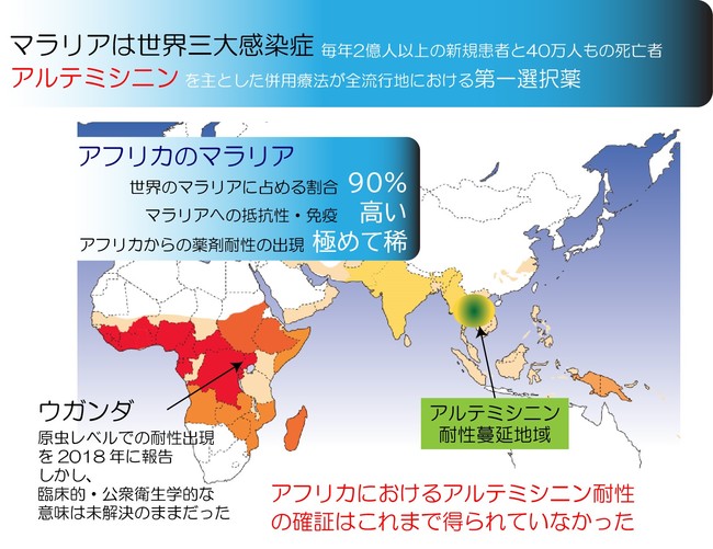 アフリカにおけるアルテミシニン耐性マラリア出現の証拠を発見 | 学校法人 順天堂のプレスリリース