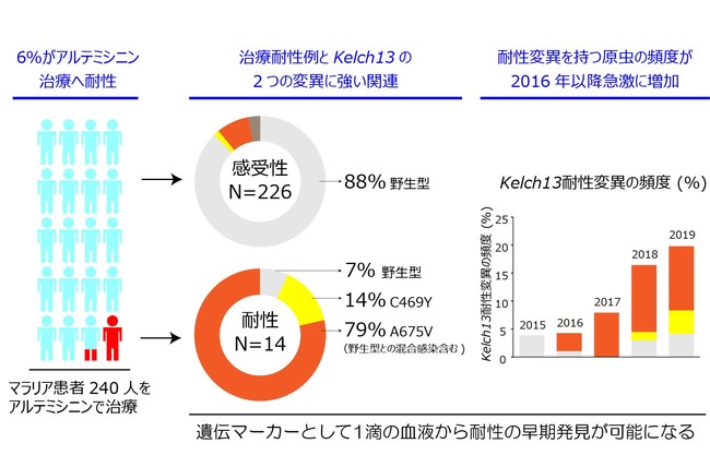 図２　本研究で明らかにしたアフリカにおけるアルテミシニン耐性マラリアの証拠