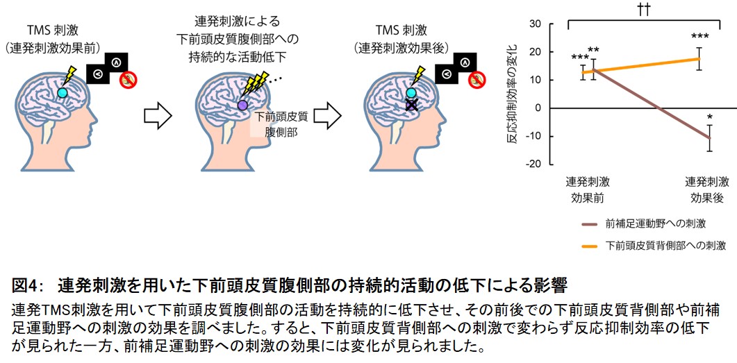 不適切な行動の抑制に関わる脳の情報処理の回路を発見 学校法人 順天堂のプレスリリース