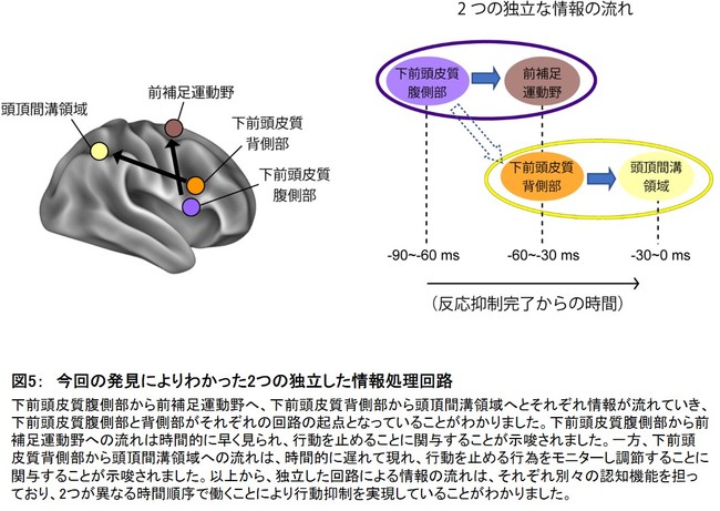 図5：　今回の発見によりわかった2つの独立した情報処理回路