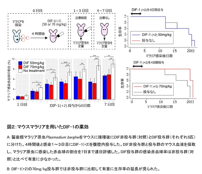 図２：マウスマラリアを用いたDIF-1の薬効