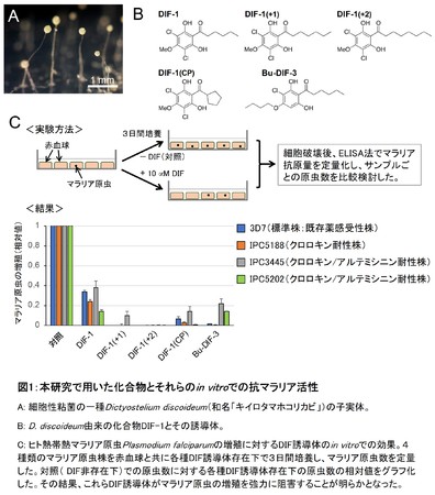 図1：本研究で用いた化合物とそれらのin vitroでの抗マラリア活性