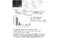 新たなマラリア治療薬として有望な化合物を発見