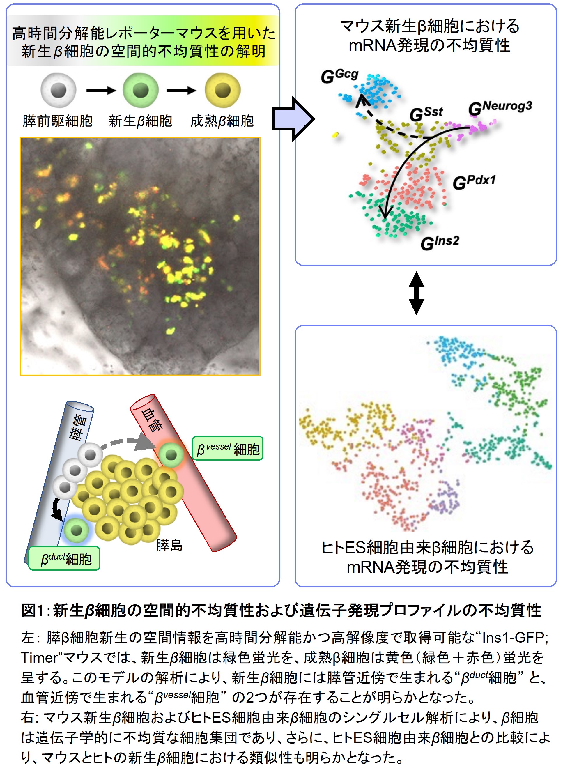 高時間分解能解析により膵b細胞新生の新たな特徴が明らかに 学校法人 順天堂のプレスリリース