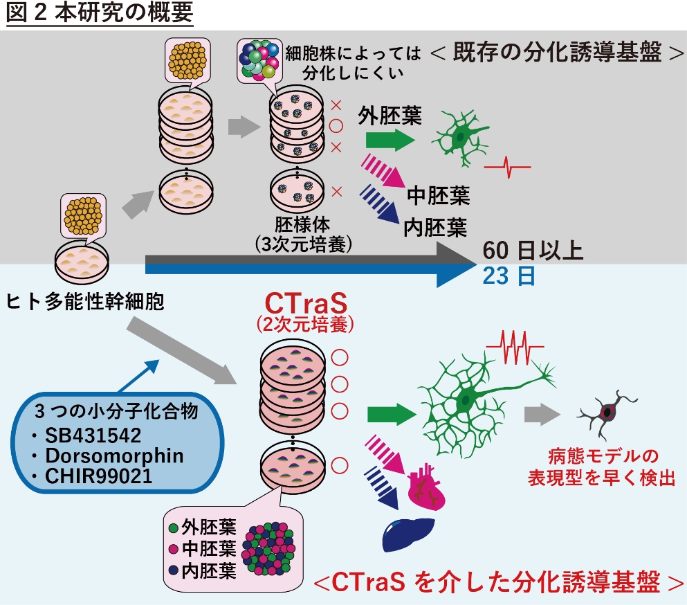 幹細胞の多能性を規定する分子機構 ライフサイエンス 領域融合レビュー