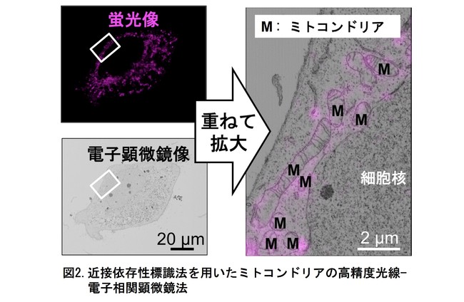図2.近接依存性標識法を用いたミトコンドリアの高精度光線-電子相関顕微鏡法