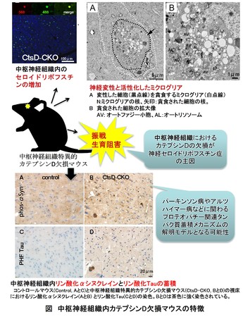 図　中枢神経組織内カテプシンD欠損マウスの特徴