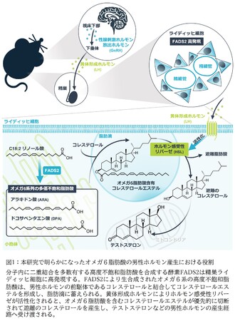 図1:本研究で明らかになったオメガ6脂肪酸の男性ホルモン産生における役割 図1:本研究で明らかになったオメガ6脂肪酸の男性ホルモン産生における役割