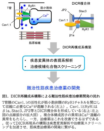 図1.DICR再構成系構築による難治性筋疾患治療薬開発の流れ 図1.DICR再構成系構築による難治性筋疾患治療薬開発の流れ