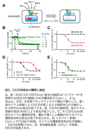 図2.DICR再現系の構築と検証 図2.DICR再現系の構築と検証