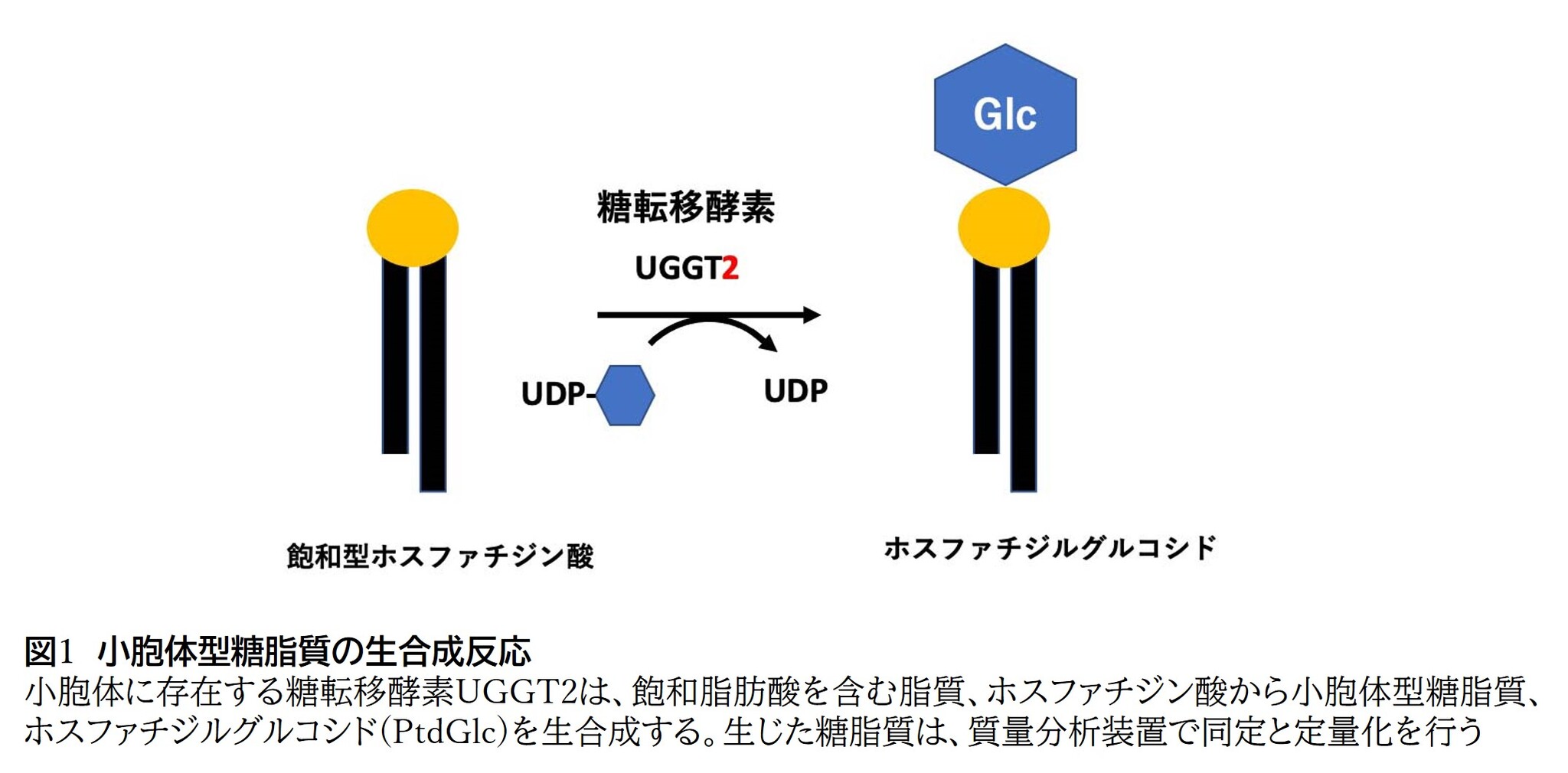 グルコース 10% JP ファーマ リーフレット