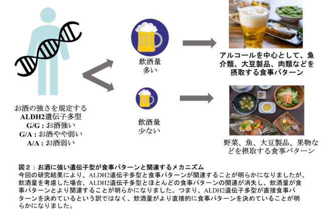 図２：お酒に強い遺伝子型が食事パターンと関連するメカニズム