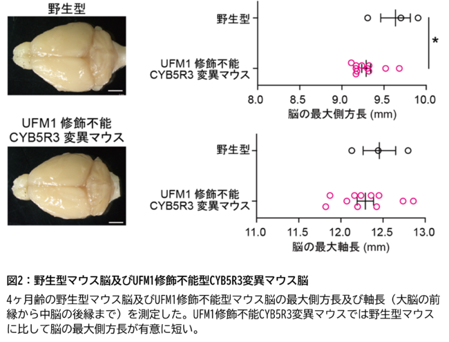 図2:野生型マウス脳及びUFM1修飾不能型CYB5R3変異マウス脳 図2:野生型マウス脳及びUFM1修飾不能型CYB5R3変異マウス脳