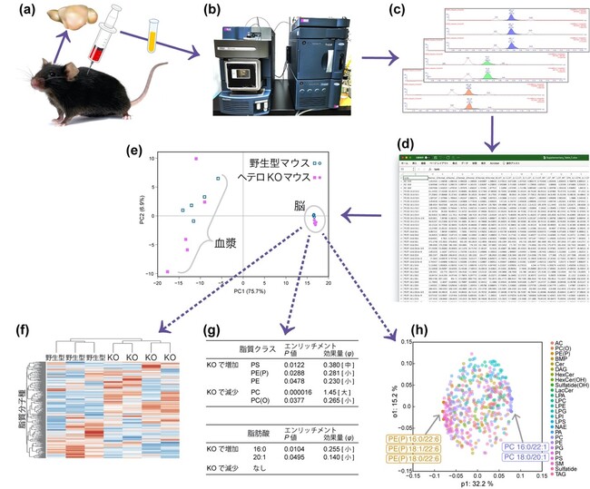 図２：ヘテロKOマウスにおける脂質解析のワークフロ
