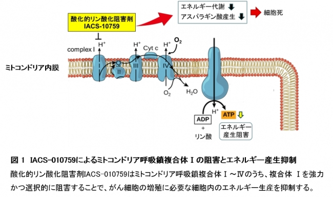 図 1　IACS-010759によるミトコンドリア呼吸鎖複合体Ⅰの阻害とエネルギー産生抑制