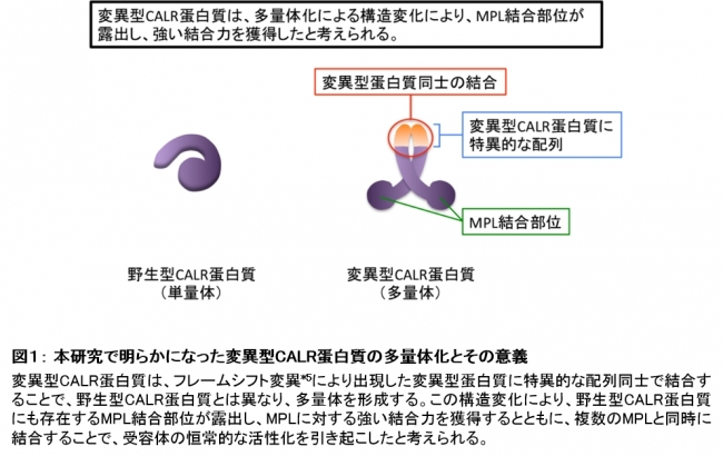 図１： 本研究で明らかになった変異型CALR蛋白質の多量体化とその意義