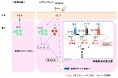 JAK阻害薬に機械的かゆみの即時的な治療効果があることを発見