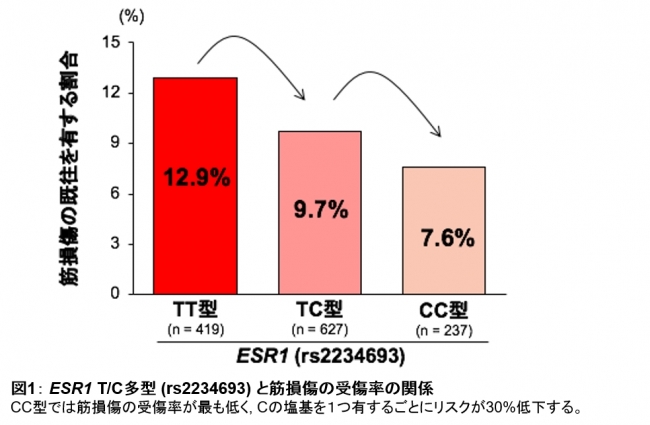 図1： ESR1 TC多型 (rs2234693) と筋損傷の受傷率の関係