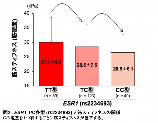 図2： ESR1 TC多型 (rs2234693) と筋スティフネスの関係