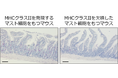 食物アレルギー症状の悪化に関わる新規メカニズムの解明
