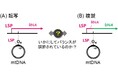 ミトコンドリアDNAの制御メカニズムの理解の前進