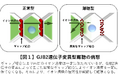 遺伝性難聴へのゲノム編集技術を開発